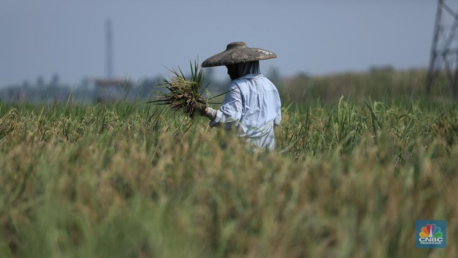 Petani memanen padi lebih awal di Kecamatan Pakuhaji, Kecamatan Sepatan, Kabupaten Tangerang, Banten, Jumat, (4/8/2023). (²©²ÊÍøÕ¾/Tri Susilo)