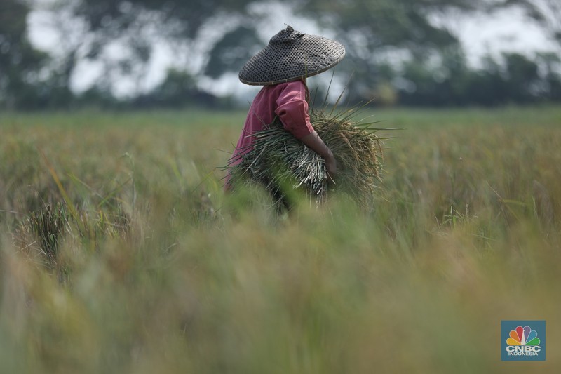 Petani memanen padi lebih awal di Kecamatan Pakuhaji, Kecamatan Sepatan, Kabupaten Tangerang, Banten, Jumat, (4/8/2023). Petani memanen padi lebih awal di Kecamatan Pakuhaji, Kecamatan Sepatan, Kabupaten Tangerang, Banten, Jumat, (4/8/2023). (CNBC Indonesia/Tri Susilo)