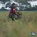 Ancaman Kekeringan, Pangan RI Masih Aman dengan Cara Ini