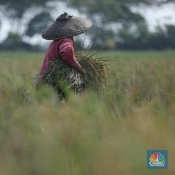 Ancaman Kekeringan, Pangan RI Masih Aman dengan Cara Ini