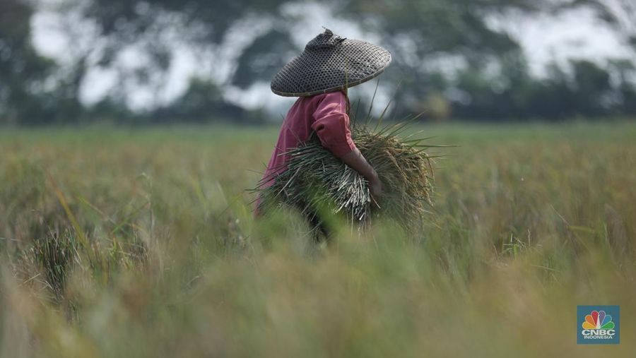 Petani memanen padi lebih awal di Kecamatan Pakuhaji, Kecamatan Sepatan, Kabupaten Tangerang, Banten, Jumat, (4/8/2023). (CNBC Indonesia/Tri Susilo)