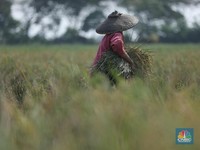 Ancaman Kekeringan, Pangan RI Masih Aman dengan Cara Ini