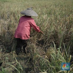 Perhitungan BMKG, La Nina Bikin Musim Kemarau 2025 Pendek-Ini Efeknya