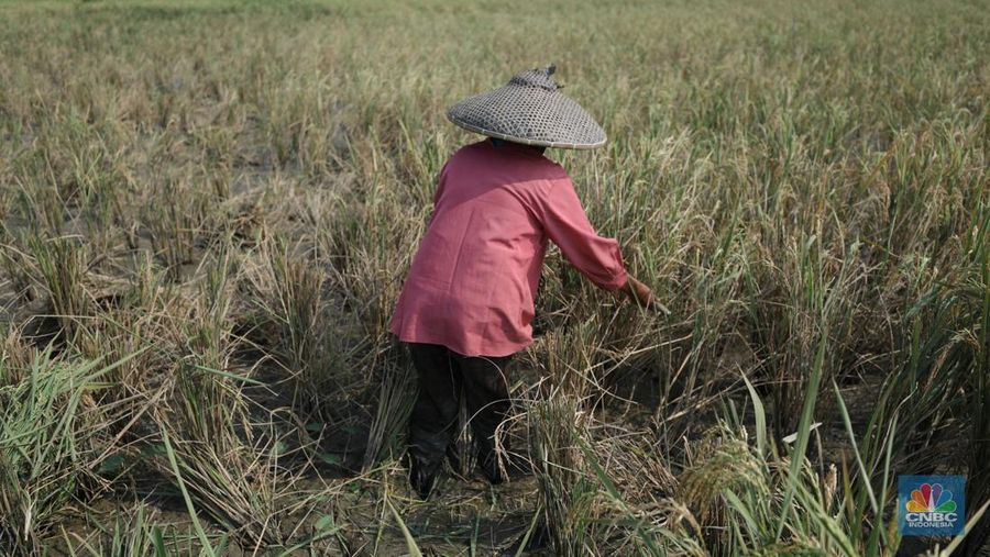 Petani memanen padi lebih awal di Kecamatan Pakuhaji, Kecamatan Sepatan, Kabupaten Tangerang, Banten, Jumat, (4/8/2023). (CNBC Indonesia/Tri Susilo)