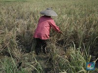 Perhitungan BMKG, La Nina Bikin Musim Kemarau 2025 Pendek-Ini Efeknya