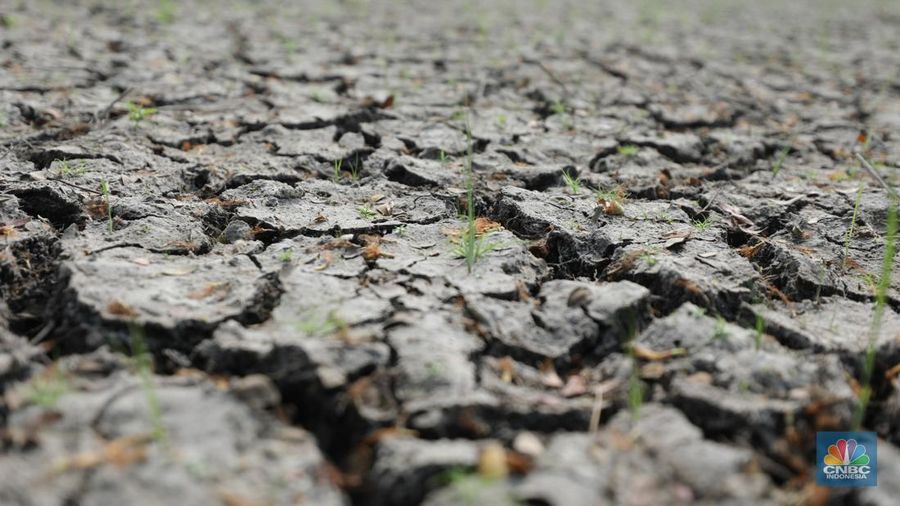 Petani memanen padi lebih awal di Kecamatan Pakuhaji, Kecamatan Sepatan, Kabupaten Tangerang, Banten, Jumat, (4/8/2023). (²©²ÊÍøÕ¾/Tri Susilo)