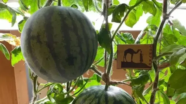 Scientists Successfully Grow Watermelons in Antarctica: A Groundbreaking Experiment