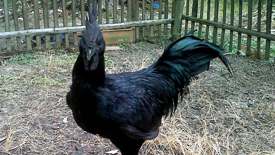 Ayam Cemani
