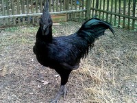 Rahasia Ayam Cemani, Bulu dan Darah Hitam Diungkap Peneliti