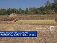 El Nino Hingga Rusia Ancam Ketahanan Pangan, RI Perlu Impor?