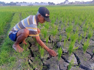 Kekeringan Rusak 328,78 Hektare Sawah di Bali