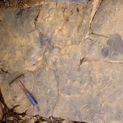 Hewan Ini Lebih Tua dari Dinosaurus, Kini Masih Berkeliaran