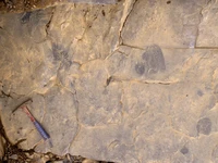 Wow! Binatang Lebih Tua dari Dinosaurus Masih Berkeliaran