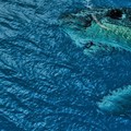 Viral Megalodon Masih Berkeliaran di Bumi, Cek Faktanya