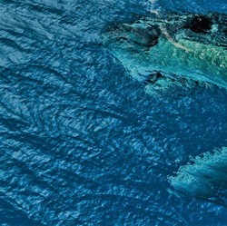 Viral Megalodon Masih Berkeliaran di Bumi, Cek Faktanya