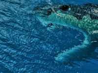 Viral Megalodon Masih Berkeliaran di Bumi, Cek Faktanya