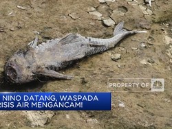 El Nino Datang, Waspada Krisis Air Mengancam!