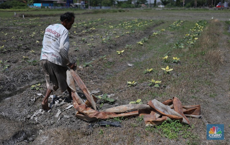 Seorang petani mengamati padi yang mengalami kekeringan di Desa Kramat, Pakuhaji, Kabupaten Tangerang, Banten, Rabu, (9/8/2023). Seorang petani mengamati padi yang mengalami kekeringan di Desa Kramat, Pakuhaji, Kabupaten Tangerang, Banten, Rabu, (9/8/2023). (CNBC Indonesia/Tri Susilo)