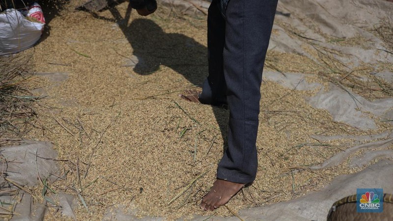 Seorang petani mengamati padi yang mengalami kekeringan di Desa Kramat, Pakuhaji, Kabupaten Tangerang, Banten, Rabu, (9/8/2023). (CNBC Indonesia/Tri Susilo)