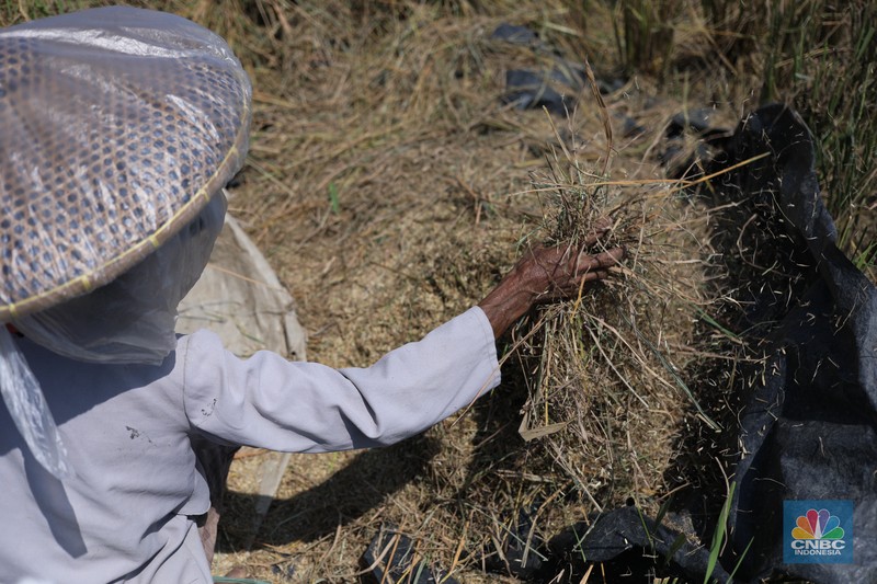 Seorang petani mengamati padi yang mengalami kekeringan di Desa Kramat, Pakuhaji, Kabupaten Tangerang, Banten, Rabu, (9/8/2023). (CNBC Indonesia/Tri Susilo)