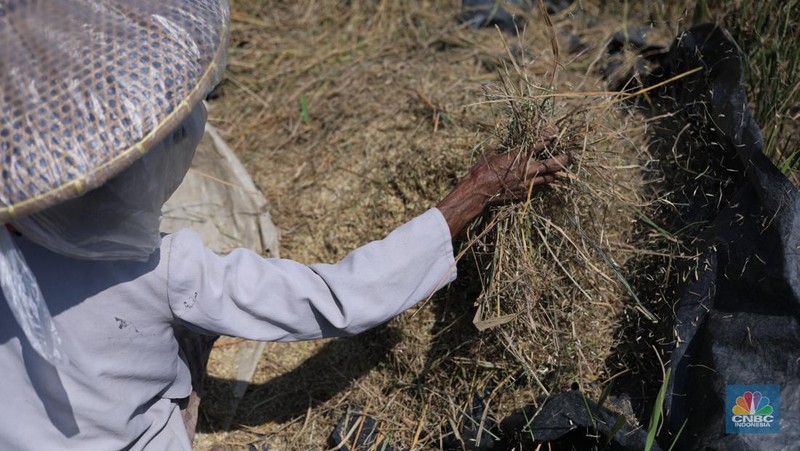 Seorang petani mengamati padi yang mengalami kekeringan di Desa Kramat, Pakuhaji, Kabupaten Tangerang, Banten, Rabu, (9/8/2023). (CNBC Indonesia/Tri Susilo)