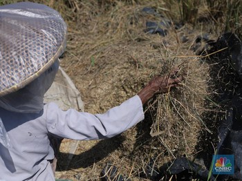 Orang RI Makan Tabungan, Petani Hidup dari Utang-Makan Tanah