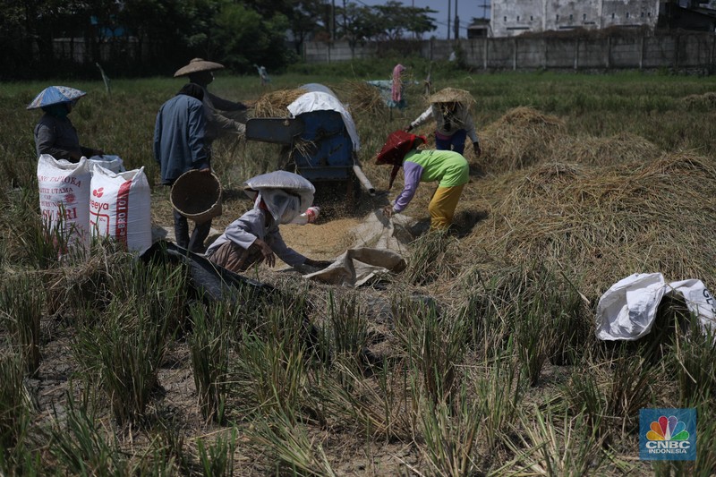 Seorang petani mengamati padi yang mengalami kekeringan di Desa Kramat, Pakuhaji, Kabupaten Tangerang, Banten, Rabu, (9/8/2023). Seorang petani mengamati padi yang mengalami kekeringan di Desa Kramat, Pakuhaji, Kabupaten Tangerang, Banten, Rabu, (9/8/2023). (CNBC Indonesia/Tri Susilo)