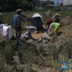 Harga Beras Naik 16% Lebih, Apa Iya Petani RI Untung?