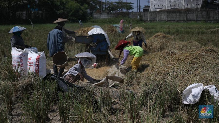 Seorang petani mengamati padi yang mengalami kekeringan di Desa Kramat, Pakuhaji, Kabupaten Tangerang, Banten, Rabu, (9/8/2023). (CNBC Indonesia/Tri Susilo)