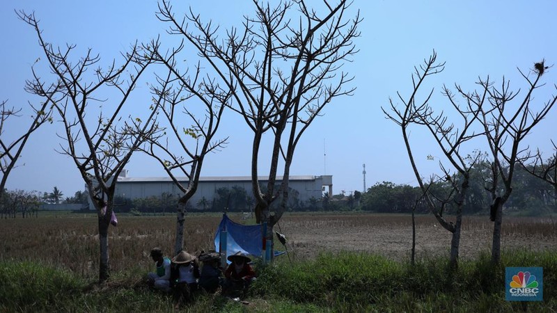 Seorang petani mengamati padi yang mengalami kekeringan di Desa Kramat, Pakuhaji, Kabupaten Tangerang, Banten, Rabu, (9/8/2023). (CNBC Indonesia/Tri Susilo)