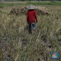 Kemarau Tak Berkesudahan, Risiko Asuransi Tani Naik