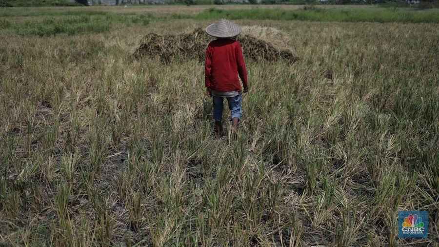 Seorang petani mengamati padi yang mengalami kekeringan di Desa Kramat, Pakuhaji, Kabupaten Tangerang, Banten, Rabu, (9/8/2023). (CNBC Indonesia/Tri Susilo)