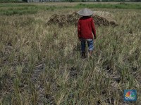 Kemarau Tak Berkesudahan, Risiko Asuransi Tani Naik