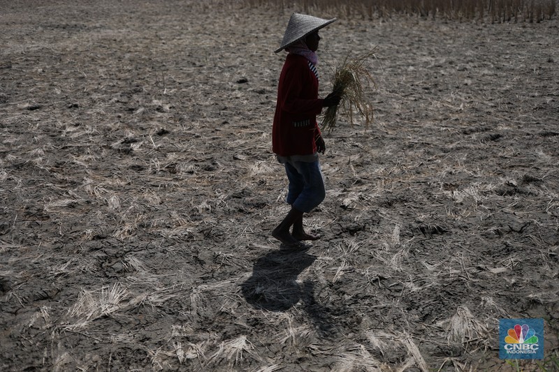 Seorang petani mengamati padi yang mengalami kekeringan di Desa Kramat, Pakuhaji, Kabupaten Tangerang, Banten, Rabu, (9/8/2023). Seorang petani mengamati padi yang mengalami kekeringan di Desa Kramat, Pakuhaji, Kabupaten Tangerang, Banten, Rabu, (9/8/2023). (CNBC Indonesia/Tri Susilo)