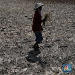 Peneliti BRIN Ungkap Tanda-tanda Efek Ngeri Perubahan Iklim