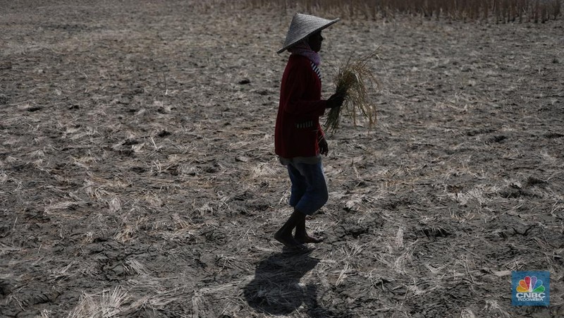 Seorang petani mengamati padi yang mengalami kekeringan di Desa Kramat, Pakuhaji, Kabupaten Tangerang, Banten, Rabu, (9/8/2023). (CNBC Indonesia/Tri Susilo)