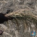 Efek 'Neraka' El-Nino, Luas Panen Padi & Produksi Beras Susut