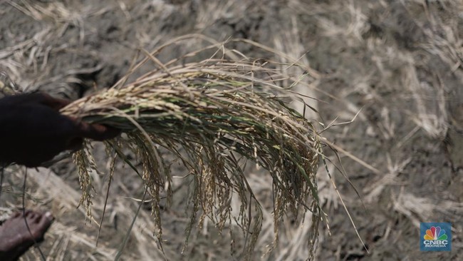 Siaga El Nino, Petani Buru-Buru Tanam-Ganti Bibit Padi, Pilih Palawija