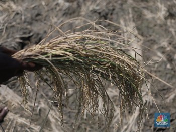 Petaka El Nino Serang Ratusan Ribu Hektare Lahan Padi RI