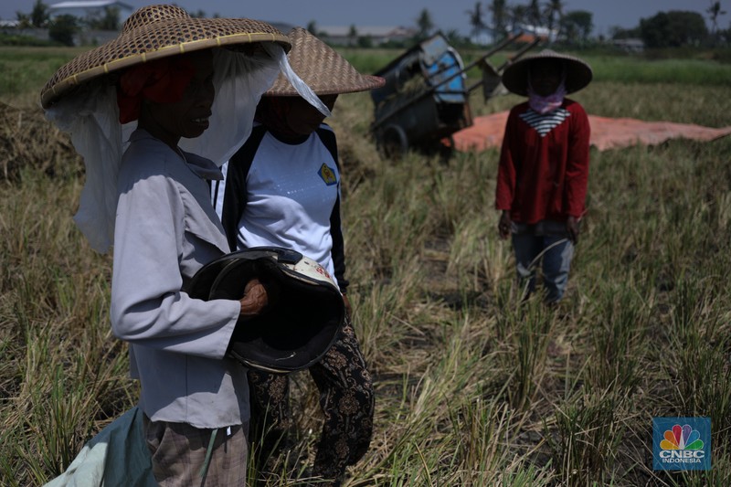 Seorang petani mengamati padi yang mengalami kekeringan di Desa Kramat, Pakuhaji, Kabupaten Tangerang, Banten, Rabu, (9/8/2023). Seorang petani mengamati padi yang mengalami kekeringan di Desa Kramat, Pakuhaji, Kabupaten Tangerang, Banten, Rabu, (9/8/2023). (CNBC Indonesia/Tri Susilo)