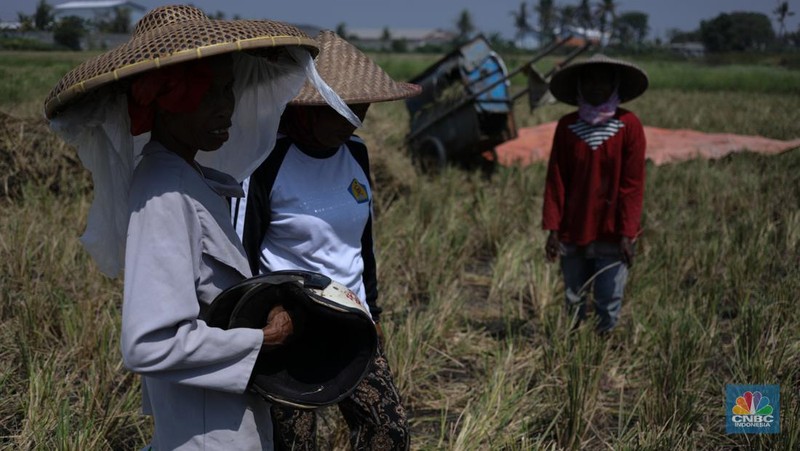 Seorang petani mengamati padi yang mengalami kekeringan di Desa Kramat, Pakuhaji, Kabupaten Tangerang, Banten, Rabu, (9/8/2023). (CNBC Indonesia/Tri Susilo)