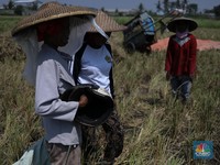 OJK Ingin Perbankan Segera Implementasi Hapus Utang Macet UMKM