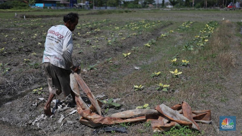 Seorang petani mengamati padi yang mengalami kekeringan di Desa Kramat, Pakuhaji, Kabupaten Tangerang, Banten, Rabu, (9/8/2023). (CNBC Indonesia/Tri Susilo)