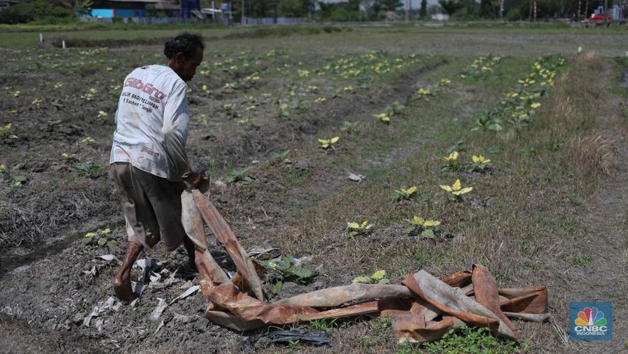 Seorang petani mengamati padi yang mengalami kekeringan di Desa Kramat, Pakuhaji, Kabupaten Tangerang, Banten, Rabu, (9/8/2023). (CNBC Indonesia/Tri Susilo)