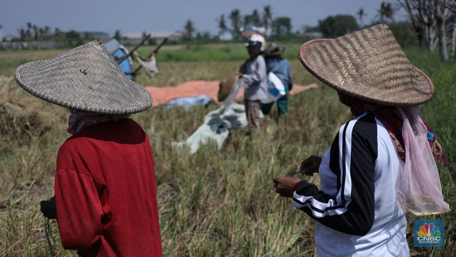 Seorang petani mengamati padi yang mengalami kekeringan di Desa Kramat, Pakuhaji, Kabupaten Tangerang, Banten, Rabu, (9/8/2023). (CNBC Indonesia/Tri Susilo)