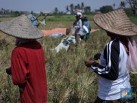 Waspada! BMKG Umumkan Suhu di 7 Kota Ini Bisa Panas Mendidih