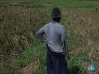Mentan: Kondisi Pangan Dunia Tak Baik-baik Saja, Kelaparan Banyak