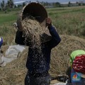Harga Beras Naik & Gabah Sudah Rp 7.000, Petani RI Sejahtera?