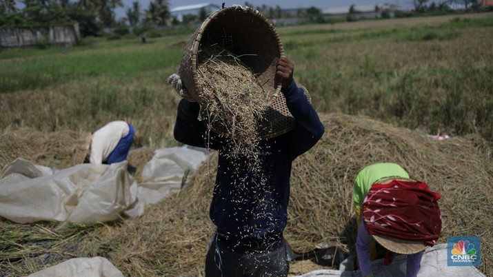 Seorang petani mengamati padi yang mengalami kekeringan di Desa Kramat, Pakuhaji, Kabupaten Tangerang, Banten, Rabu, (9/8/2023). (CNBC Indonesia/Tri Susilo)