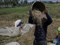 Bukan El Nino, Ternyata Ini yang Bikin Beras RI Kena 'Petaka'